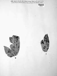 Cronartium pini image